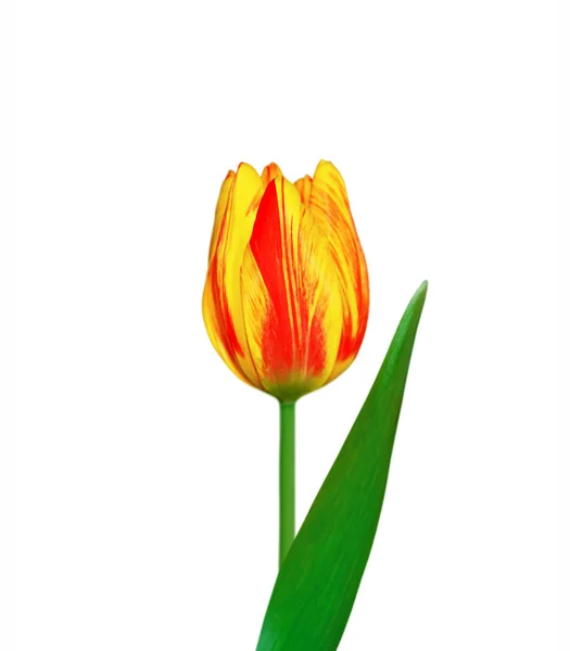 Piękne kolorowe tulipany odizolowane na białym tle — Zdjęcie stockowe