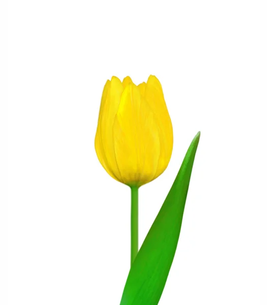 Belle tulipe jaune isolée sur fond blanc — Photo