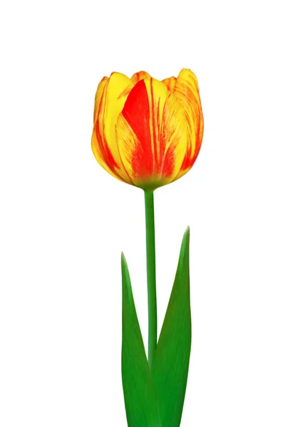 Красивые красочные тюльпаны на белом фоне — стоковое фото