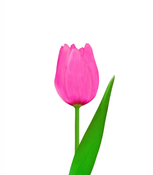 Piękny różowy tulipan odizolowany na białym tle — Zdjęcie stockowe