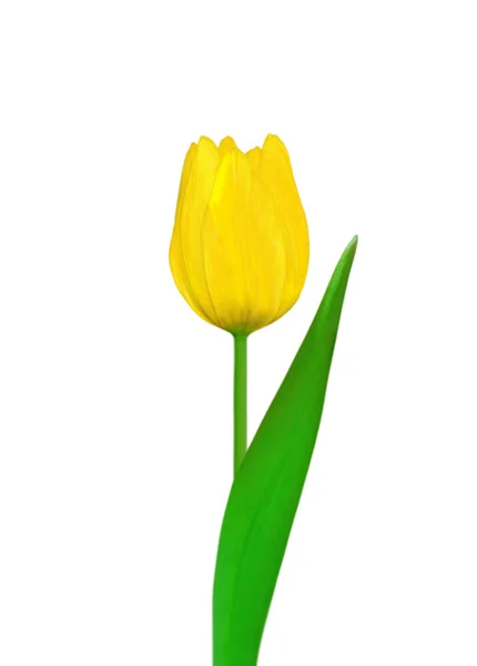 Красивый желтый тюльпан на белом фоне — стоковое фото