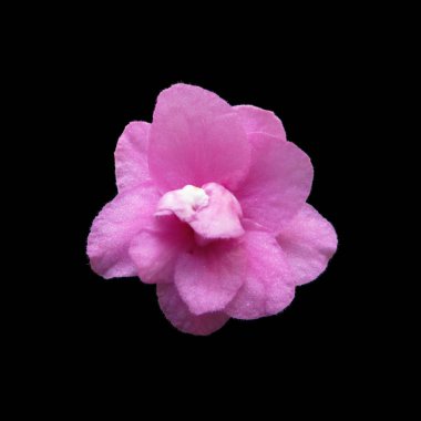 Güzel pembe menekşe çiçeği siyah bir arkaplanda izole edilmiş.