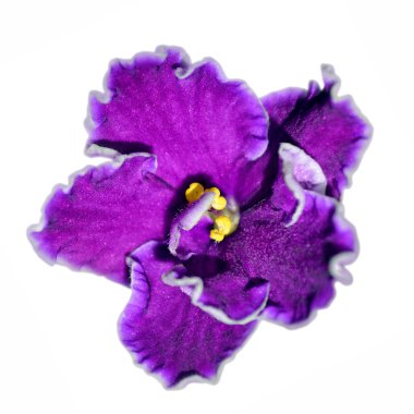 Güzel mor mor çiçek beyaz bir arkaplanda izole edilmiş.