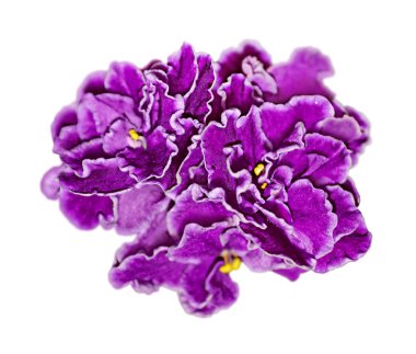 Güzel mor mor çiçek beyaz bir arkaplanda izole edilmiş.