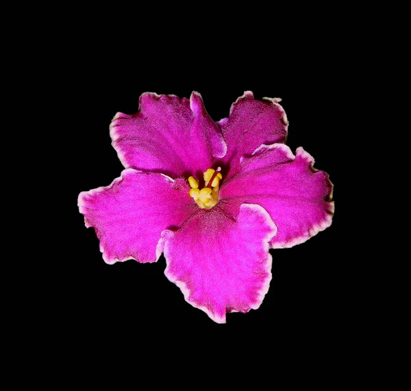 Bunga ungu merah muda yang indah terisolasi pada latar belakang hitam — Stok Foto
