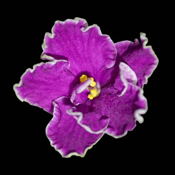Bellissimo fiore viola viola isolato su uno sfondo nero — Foto Stock