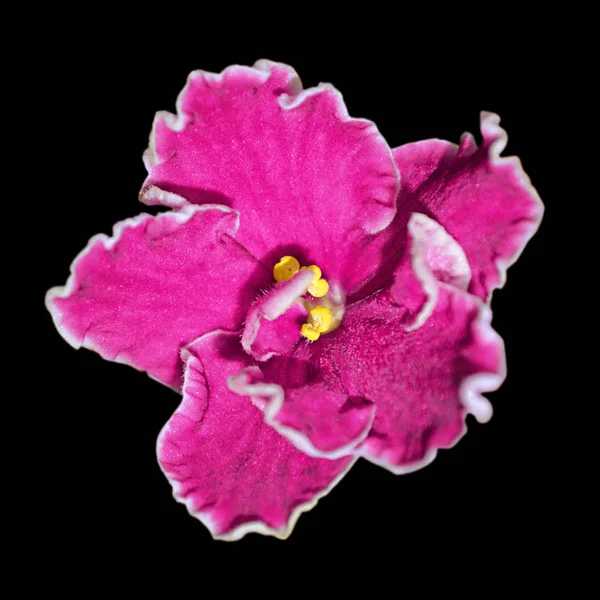 Bunga ungu merah muda yang indah terisolasi pada latar belakang hitam — Stok Foto