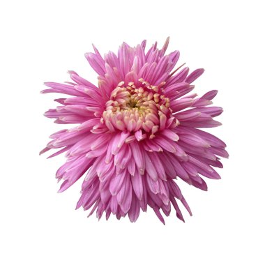 Güzel pembe kasımpatı beyaz bir arkaplanda izole edilmiş.