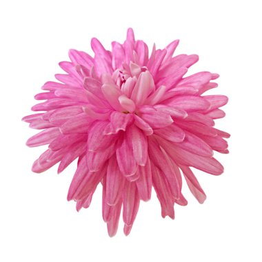 Güzel pembe kasımpatı beyaz bir arkaplanda izole edilmiş.