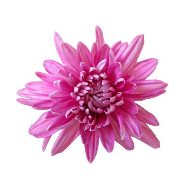 Güzel pembe kasımpatı beyaz bir arkaplanda izole edilmiş.