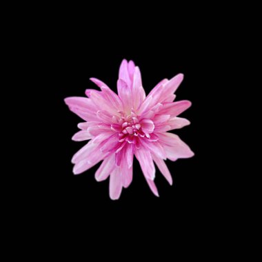 Güzel pembe kasımpatı siyah bir arkaplanda izole edilmiş.