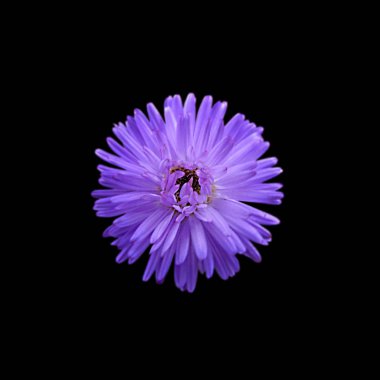 Güzel mor kasımpatı siyah bir arkaplanda izole edilmiş.