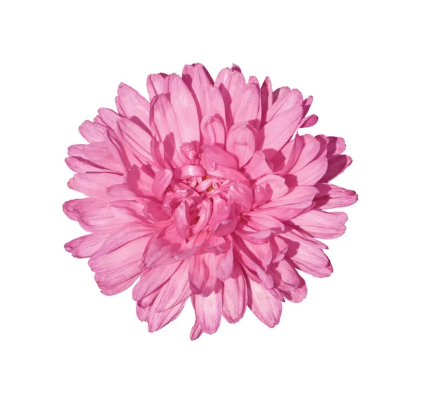 Mooie roze chrysant geïsoleerd op een witte achtergrond — Stockfoto