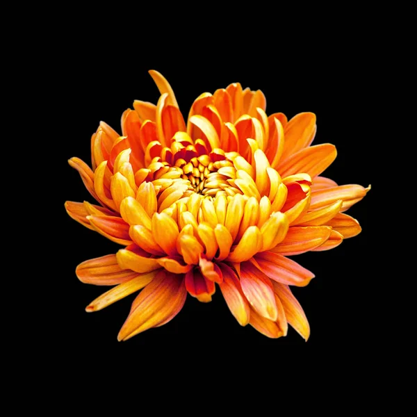 Güzel turuncu kasımpatı siyah bir arkaplanda izole edilmiş.