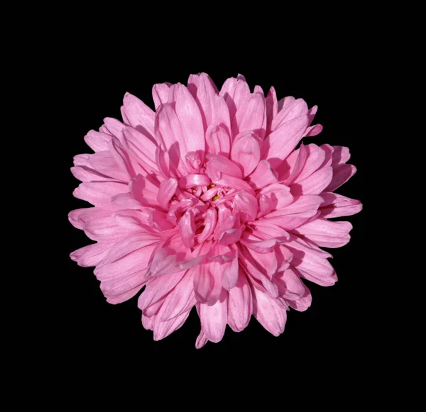 Красива рожева хризантема ізольована на чорному тлі — стокове фото