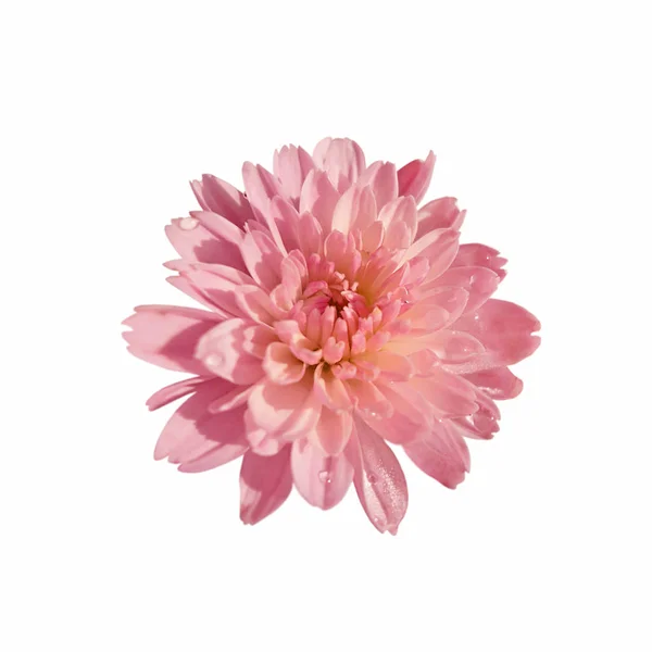 Mooie roze chrysant geïsoleerd op een witte achtergrond — Stockfoto
