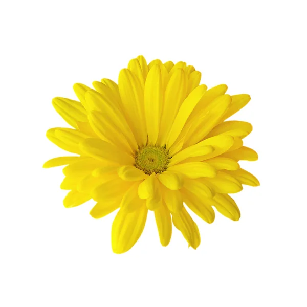 Güzel sarı kasımpatı beyaz bir arkaplanda izole edilmiş.