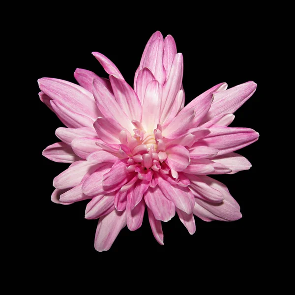 黒を基調とした美しいピンク色の菊 — ストック写真