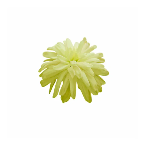Prachtige gele chrysant geïsoleerd op een witte achtergrond — Stockfoto