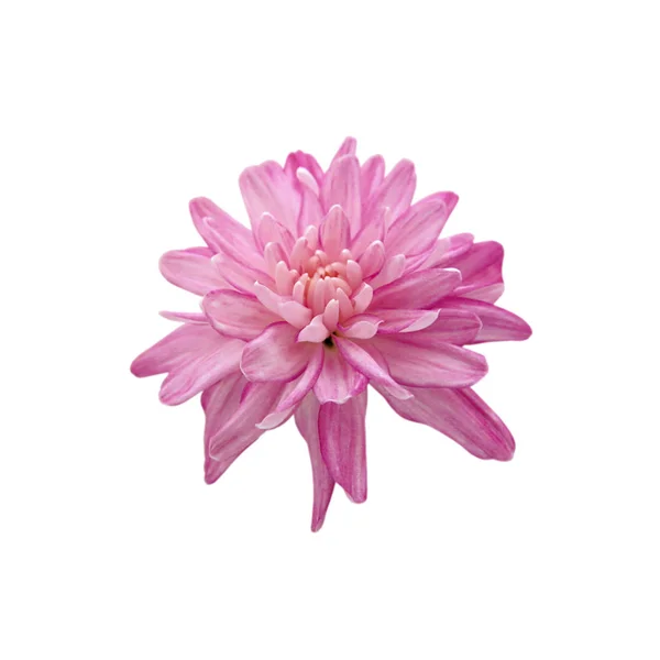 白を基調とした美しいピンクの菊 — ストック写真