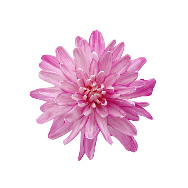 Mooie roze chrysant geïsoleerd op een witte achtergrond — Stockfoto