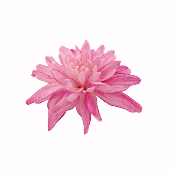 Mooie roze chrysant geïsoleerd op een witte achtergrond — Stockfoto