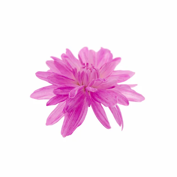 白を基調とした美しいピンクの菊 — ストック写真