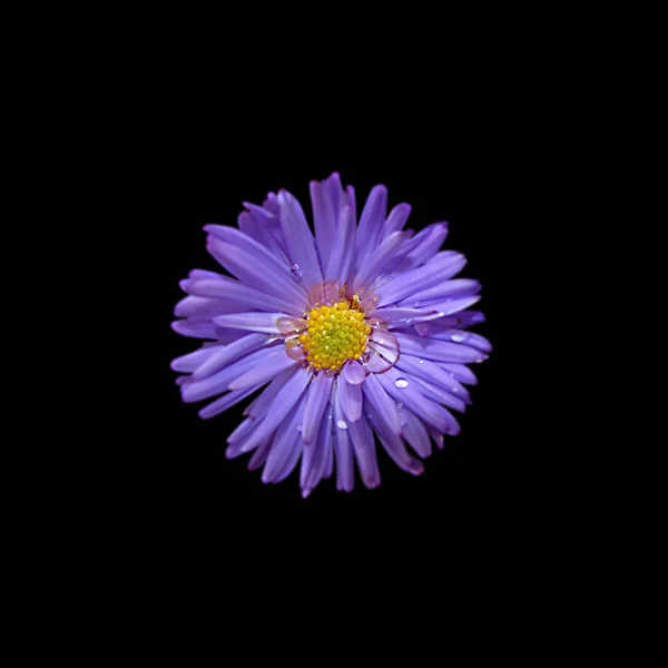 Beautiful purple chrysanthemum isolated on a black background