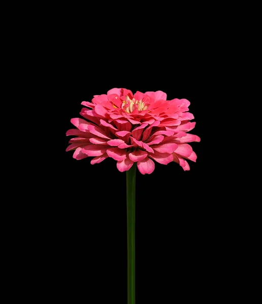 Hermosa rosa Zinnia aislado sobre un fondo negro — Foto de Stock