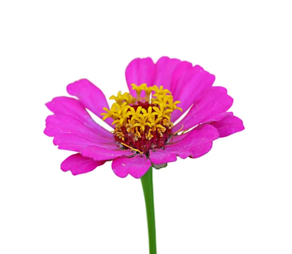 Beyaz arka planda izole edilmiş güzel pembe çiçek.