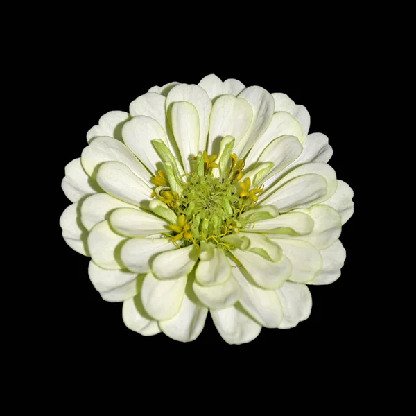 Mooie witte bloem geïsoleerd op een zwarte achtergrond — Stockfoto