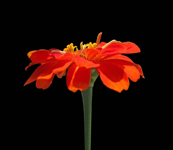 Piękny pomarańczowy kwiat wyizolowany na czarnym tle — Zdjęcie stockowe