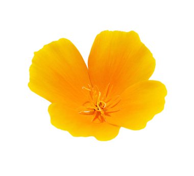 Beyaz bir arka plan üzerinde izole güzel sarı çiçek