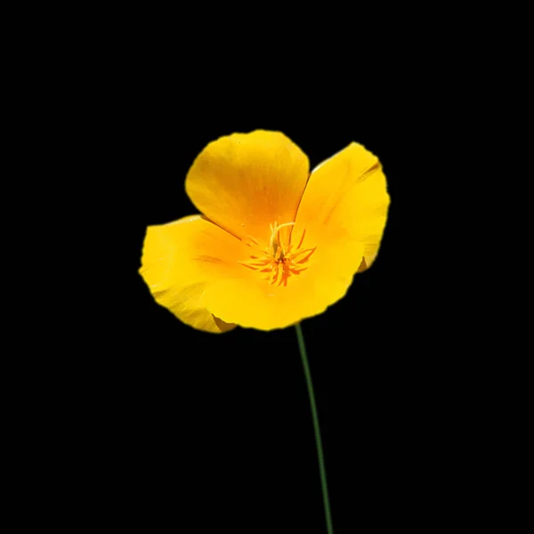 Schöne gelbe Blume isoliert auf schwarzem Hintergrund — Stockfoto