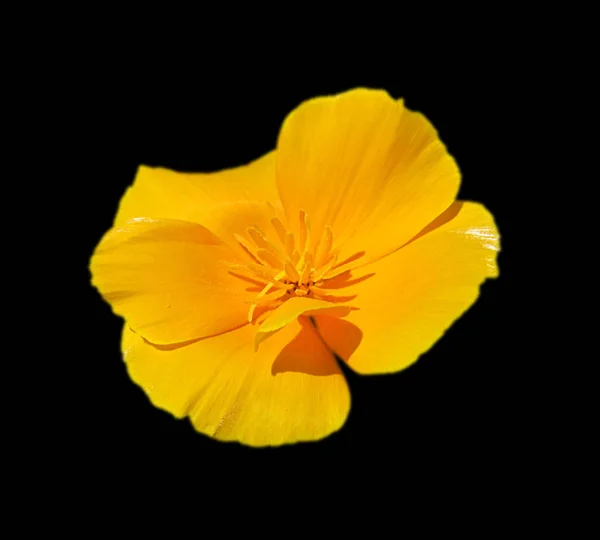 Schöne gelbe Blume isoliert auf schwarzem Hintergrund — Stockfoto