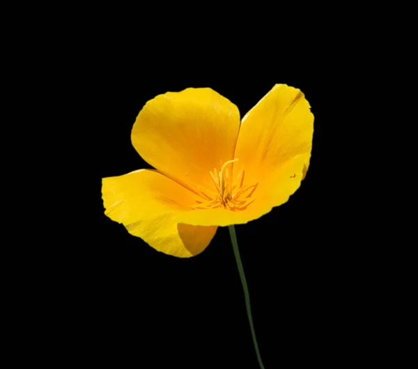 Schöne gelbe Blume isoliert auf schwarzem Hintergrund — Stockfoto