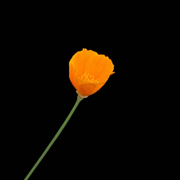 Beautiful yellow flower isolated on a black background — Stock Photo, Image