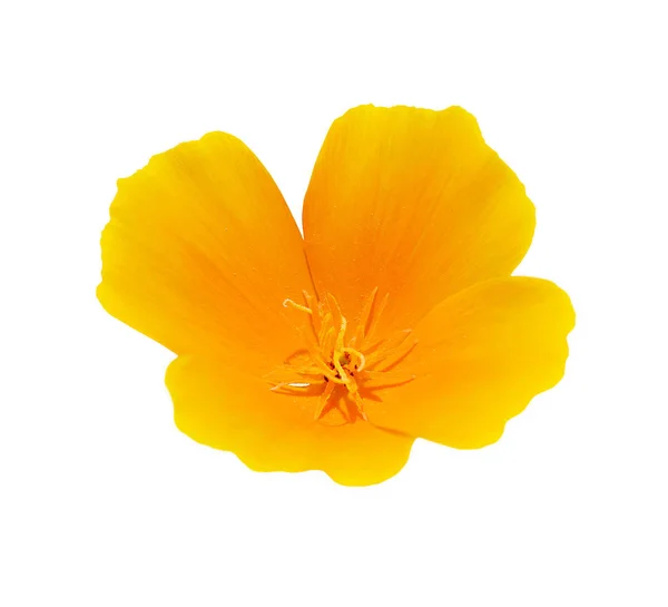 Hermosa flor amarilla aislada sobre un fondo blanco — Foto de Stock
