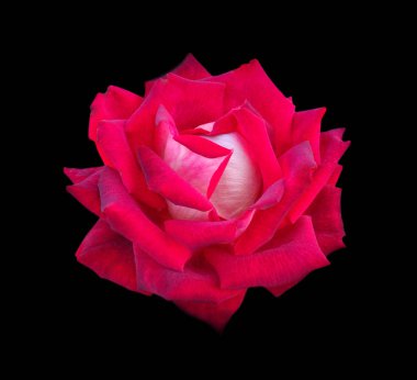 Siyah bir arka planda pembe güzel bir gül