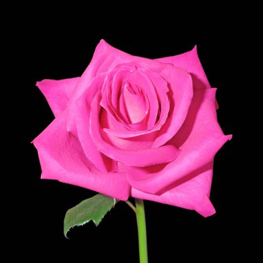 Siyah bir arka planda pembe güzel bir gül