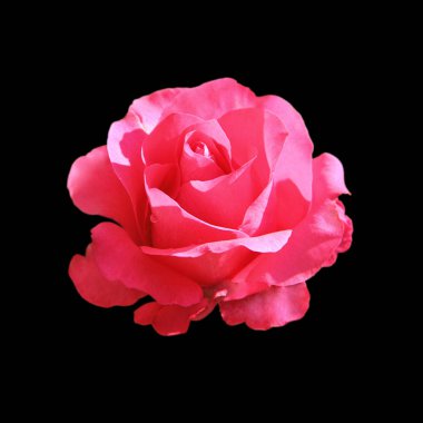 Siyah bir arka planda pembe güzel bir gül