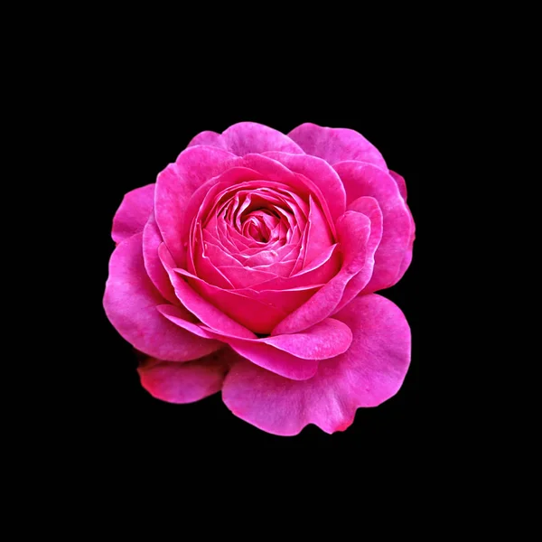 Rosa brilhante bonita rosa em um fundo preto — Fotografia de Stock