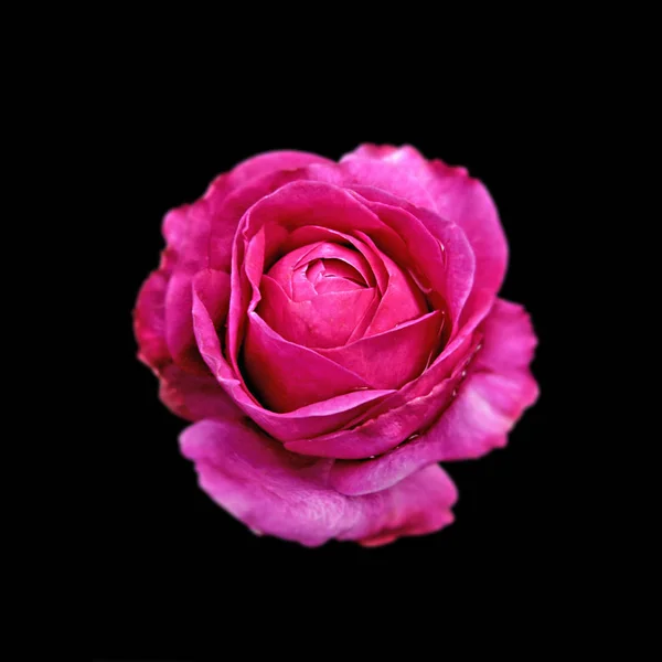 Belle rose vif sur fond noir — Photo