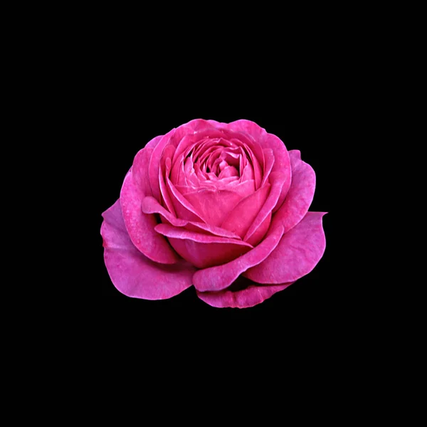 Красива яскраво-рожева троянда на чорному тлі — стокове фото