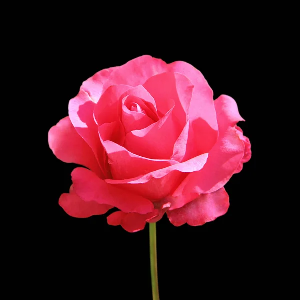 黑色背景上美丽而明亮的粉红色玫瑰 — 图库照片
