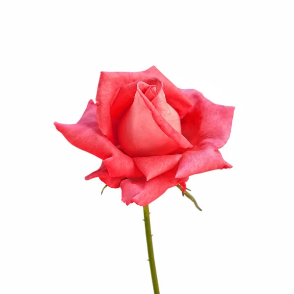 Beautiful bright pink rose on a white background — Stock Photo, Image