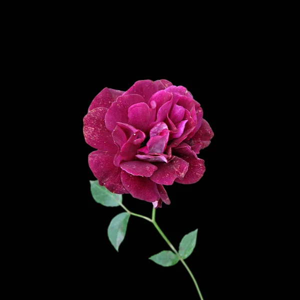 Linda rosa borgonha isolado em um fundo preto — Fotografia de Stock