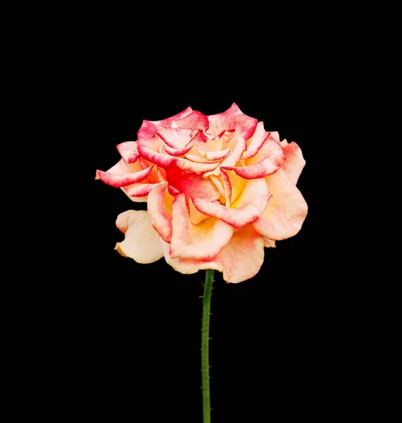 Bela rosa colorida isolada em um fundo preto — Fotografia de Stock