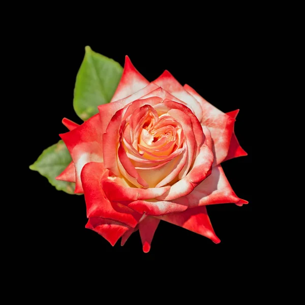 Belle rose colorée isolée sur un fond noir — Photo