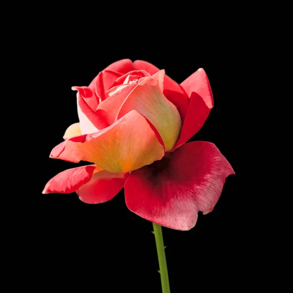 Bela rosa colorida isolada em um fundo preto — Fotografia de Stock
